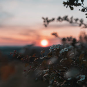 Sunset, flowering bush, Swabian Jura, Baden-Württemberg, Germany, Europe Sunset, flowering bush, Swabian Jura, Baden-Württemberg, Germany, Europe